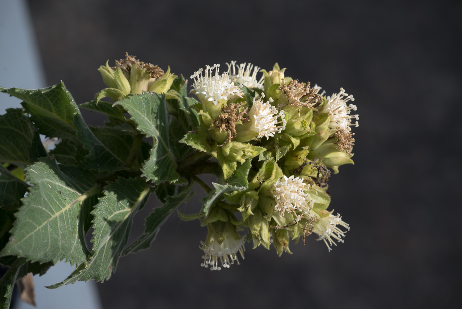 Lagascea helianthifolia